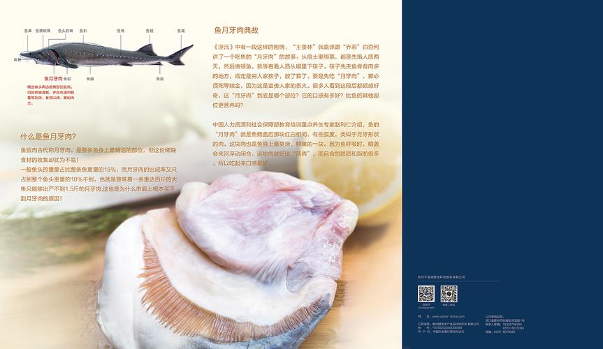 鲟鱼月牙肉三折页