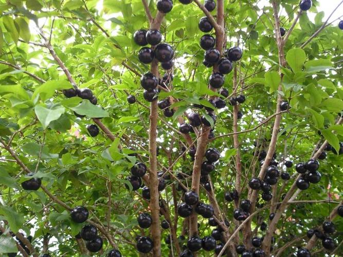 种葡萄树图片大全