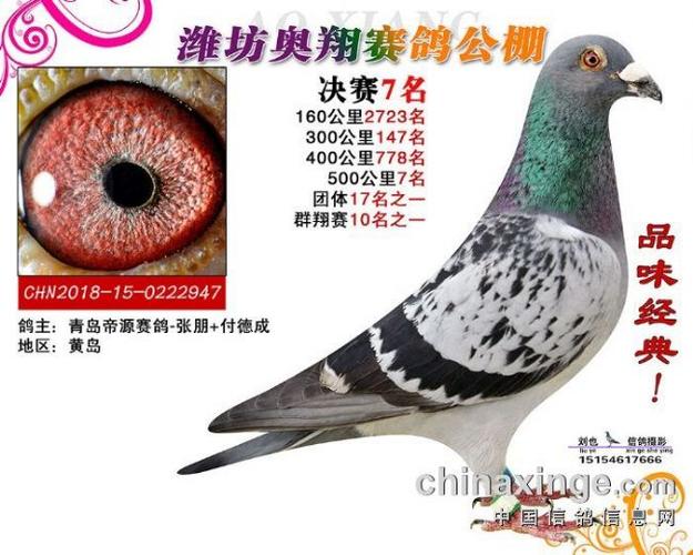 山东潍坊奥翔第五届获奖鸽拍卖