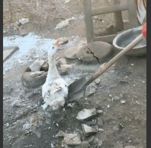 实拍:东北60度大鹅掉在了地上,妹子晕了,网友:拿铲子干啥