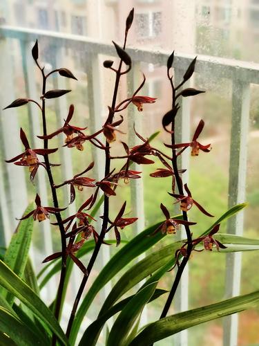 春节过后,墨兰绽放,清艳含娇,幽香四溢,伫立花前,赏心悦目.