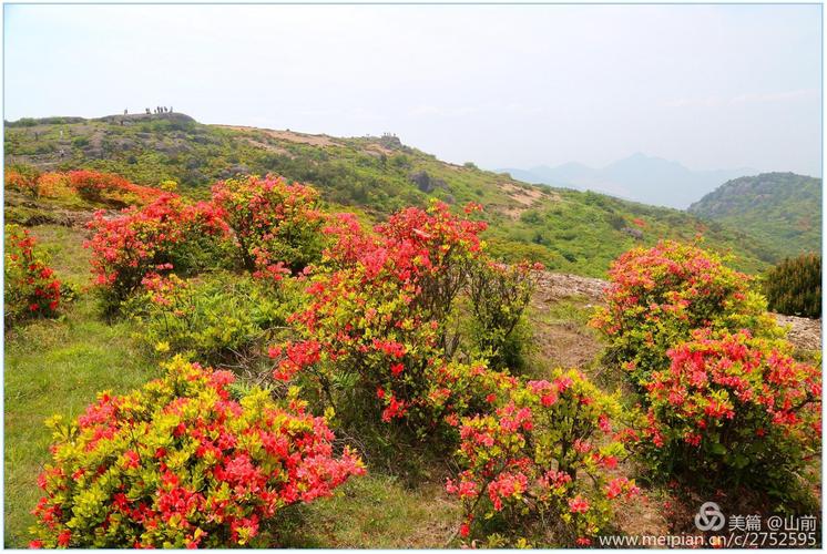 登大雷山之颠赏高山杜鹃花