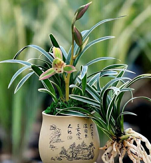 阳台种一盆建兰名花兰香四溢花开后仙气十足