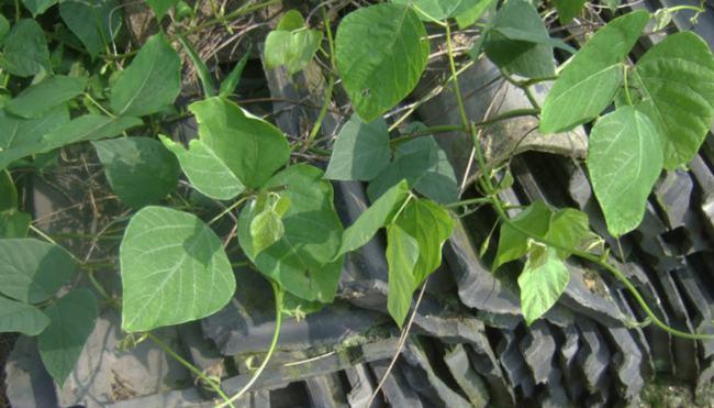 亚洲人参葛根在美国泛滥成灾为何他们宁愿花钱清理也不吃