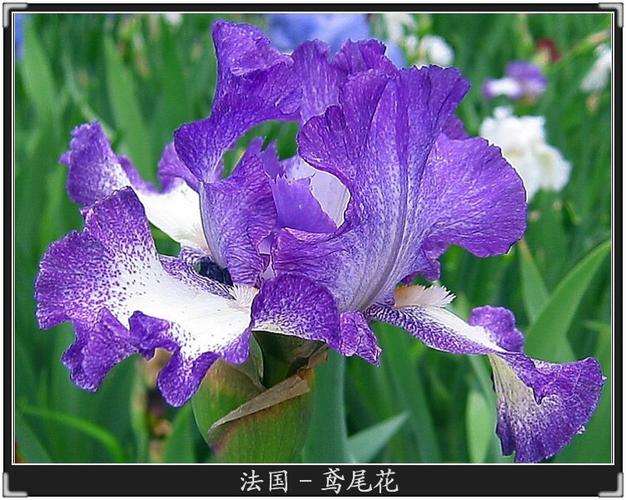 鸢尾花