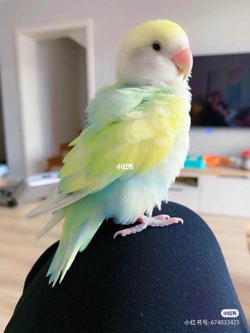 阿花宠物专题打卡 | 五彩斑斓小鹦鹉_宠物_鹦鹉_头像