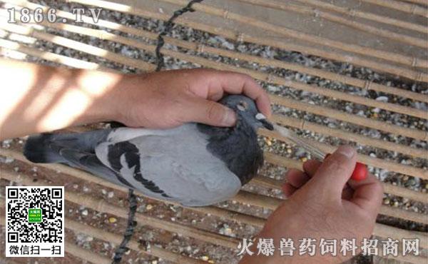 鸽子新城疫的症状鸽子新城疫怎么治疗