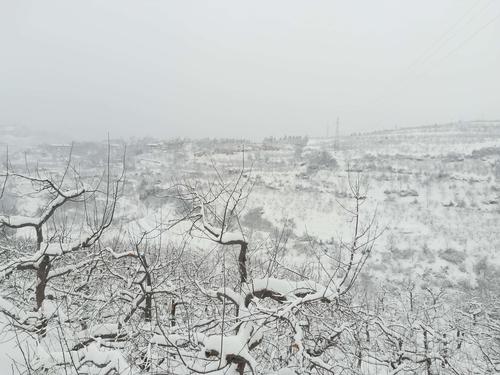 金鼠报福,寺河山上来看雪