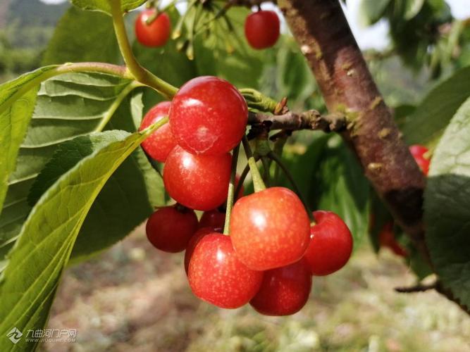 一剪梅 樱桃 - 资阳九曲河门户网_资阳论坛_资阳城市