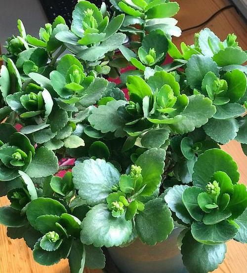 长寿花只长叶不开花?"剪一刀",喷个"水",不出半月花开