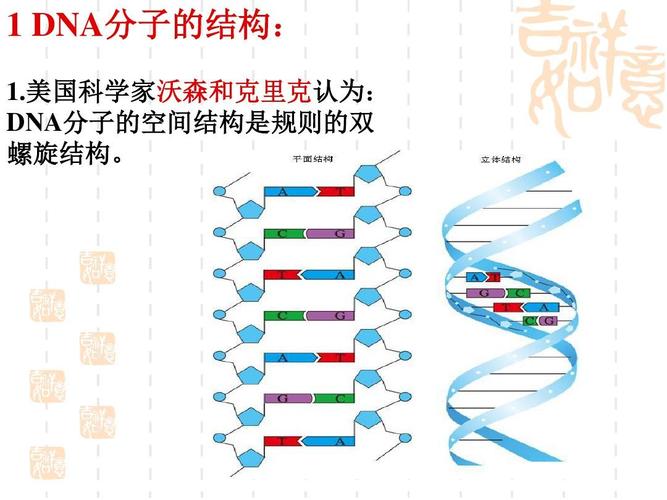 关于dna分子的结构与复制的叙述中,正确的有( )项①含有m个腺嘌呤的