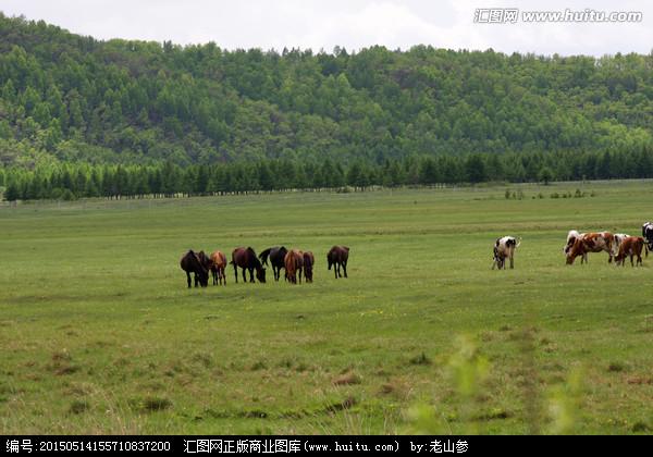 林海草原牛马