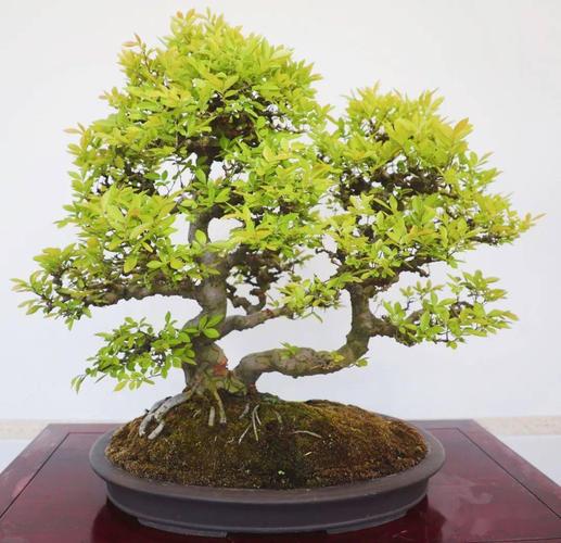 星光闪耀 | 走进姜文华的盐阜盆景园