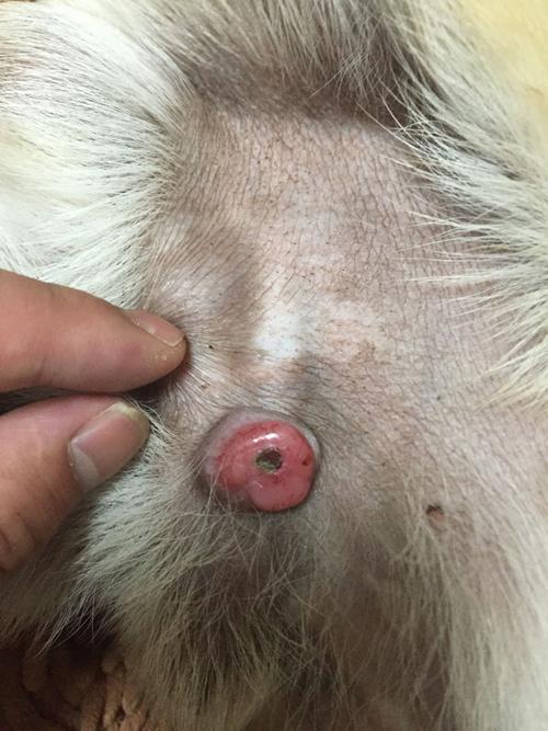 狗狗生殖器上长了个很硬红色的肉瘤.不知是什么东东.求大神解答.