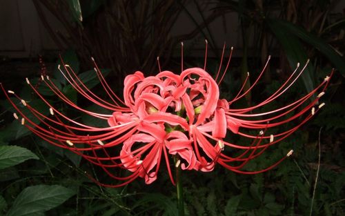 彼岸花图片,分享一组鲜花特写图片给大家,图中的桌面壁纸壁纸会