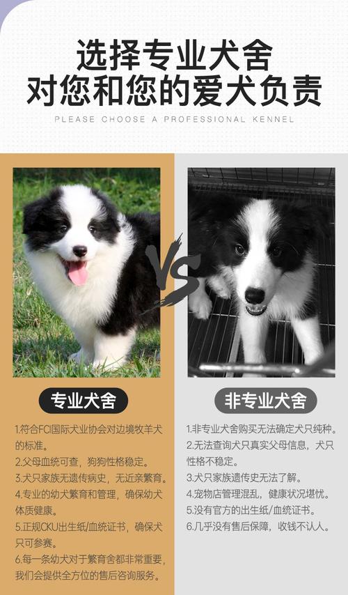 百盛双血统纯种边境牧羊犬幼犬出售高智商黑白色边牧活体宠物狗视频选