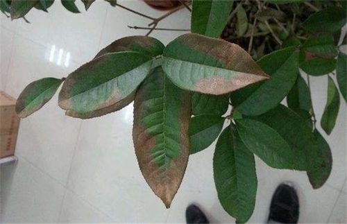 桂花树炭疽病的防治