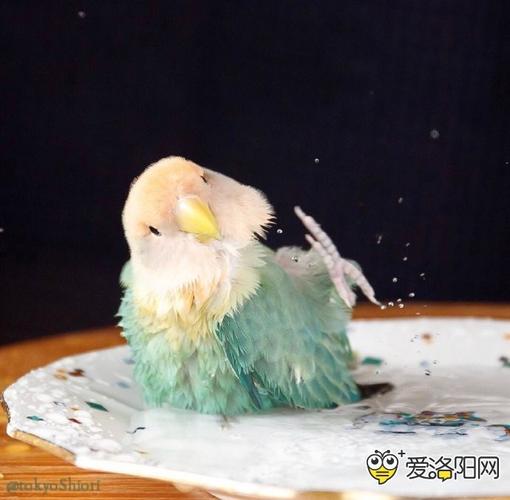 牡丹鹦鹉绿金顶,谁见过?小家伙长得太讨人喜欢了