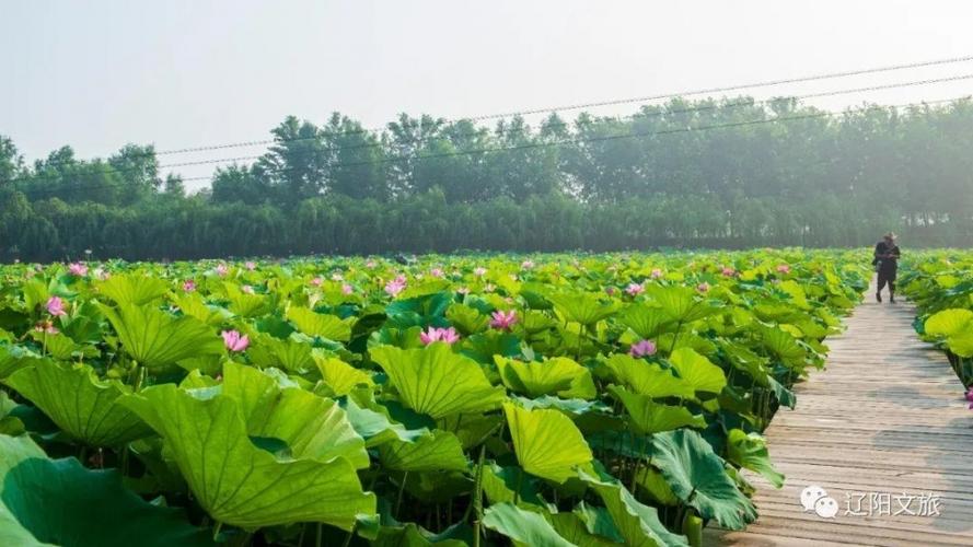 期待着柳壕湿地公园新的绽放一起相约深氧呼吸