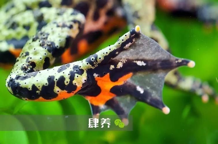 趾间的蹼