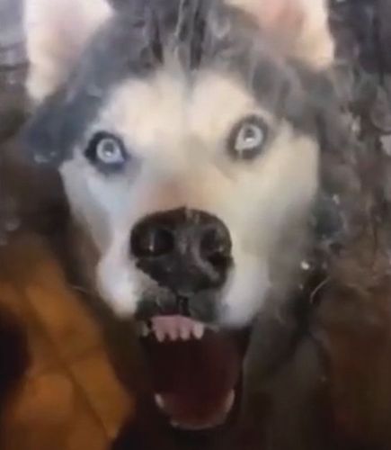 世上最"恐怖"的二哈,这回是真的恐怖!网友:看完,我就蒙了!