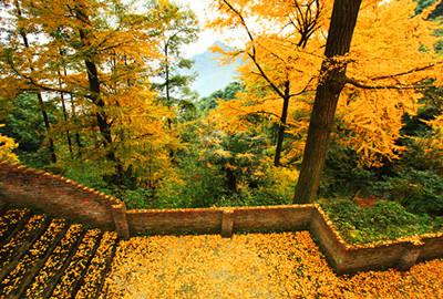 [转载]白岩寺,成都最美的银杏观赏地