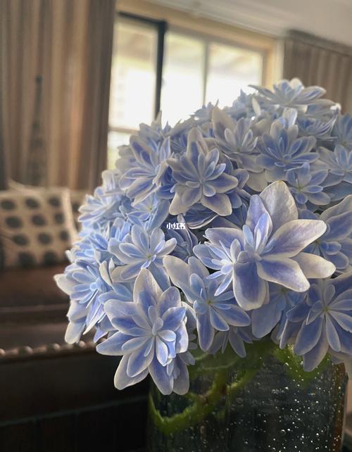 绣球之万华镜_月季_园艺_小仙女_家庭园艺_家居家装