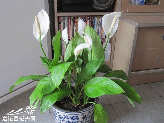 白掌图片