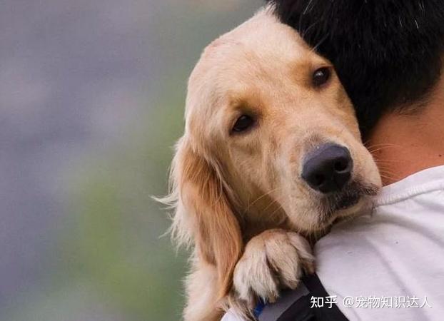 狗狗经常叹气怎么回事告诉你原因