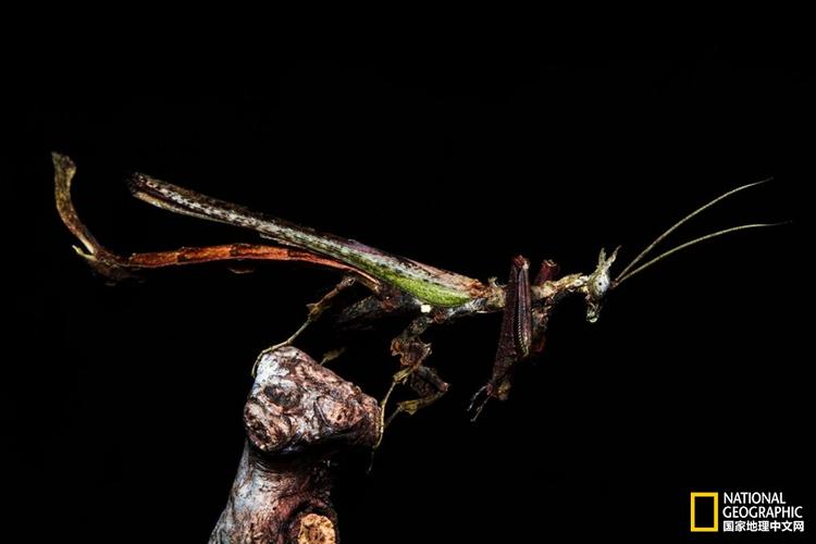 伪装大师龙螳螂的珍贵影像