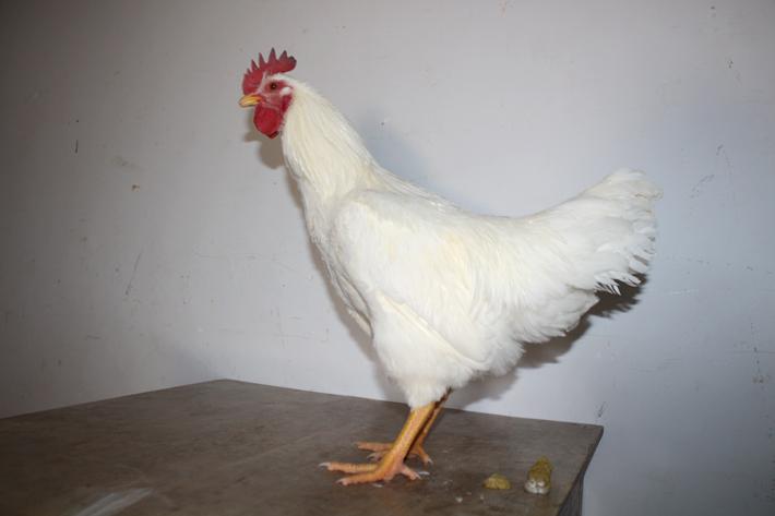  p>隐性白羽肉鸡,实际上是属于快大白羽肉鸡中的某些品系.