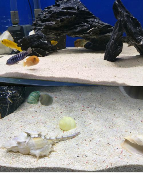 玉簟秋 ssx沙贝壳沙珊瑚砂珊瑚沙白沙三湖慈鲷陶罐鱼缸造景1件5斤 4号