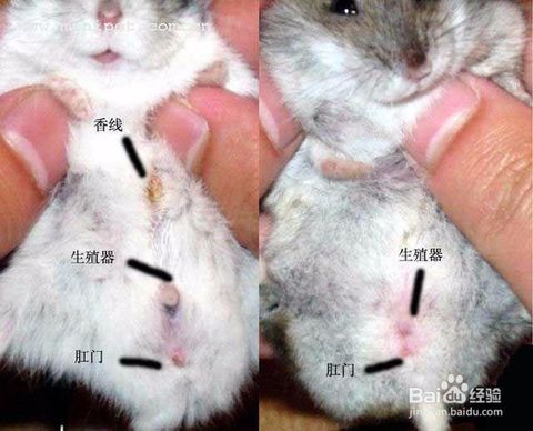 仓鼠如何分辨公母