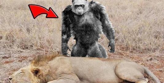 狮子主动挑衅狒狒,狒狒:谁怂谁是弟弟!下一秒竟如此
