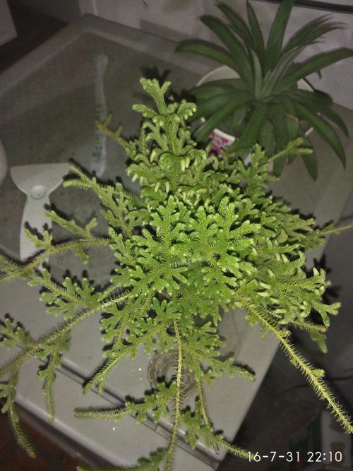 这是什么植物,毛茸茸的.