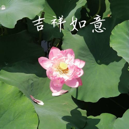 全国大妈通用头像_通用_素材_头像