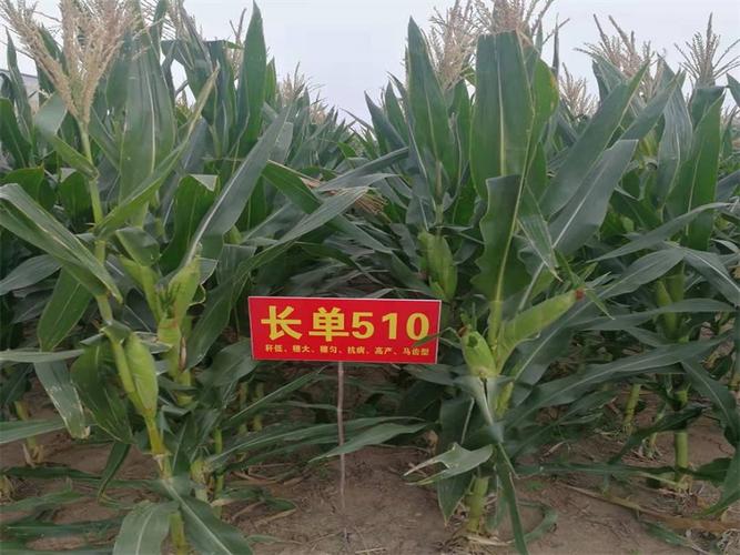 长单510--长单510_玉米_产品展示_产品中心_河北沃育农业科技有限公司