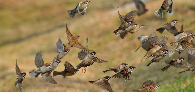 农村常见的麻雀大多数都是进口的为啥很难见到本土麻雀了