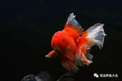 每日一鱼知道泰虎你知道泰狮吗