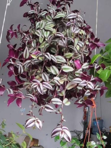 吊兰有14种,你养的是哪种?