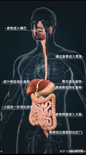 大便形成过程(来源:人体科学)