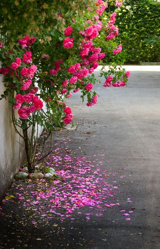 玫瑰布什在街的拐角处,粉红色的花瓣落在地上