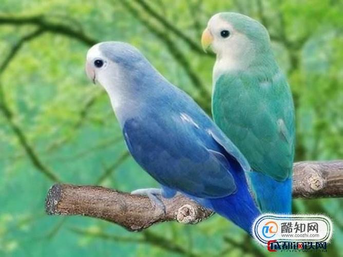 蓝和尚鹦鹉如何饲养