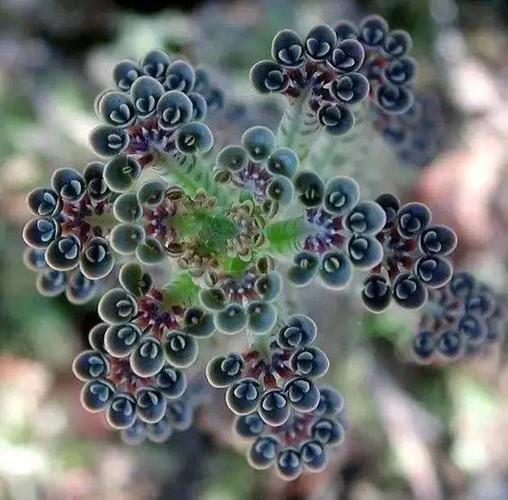 自然界这些萌萌的植物,你见过哪个?