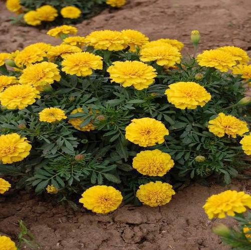 成活率高,别称小万寿菊,基地有现货欢迎采购批发商品大图