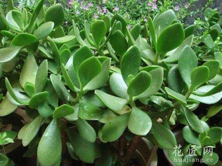 景天树的养殖方法