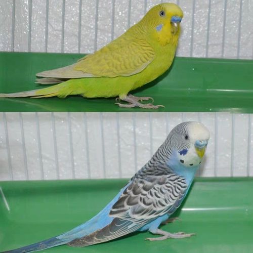 成年虎皮鹦鹉活体鸟可繁殖下蛋成年宠物鸟繁殖小鸟活物鹦鹉虎皮牡丹