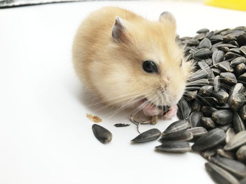 仓鼠金丝熊 爱小黑瓜子 葵花子 珍珠瓜子150g左右 仓鼠零食