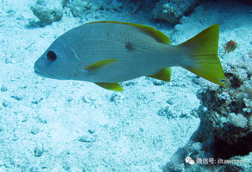 物种图册单斑笛鲷