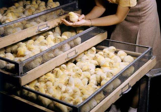 为什么炸鸡店从不断货?小鸡刚出生就被安排了,镜头记录全过程